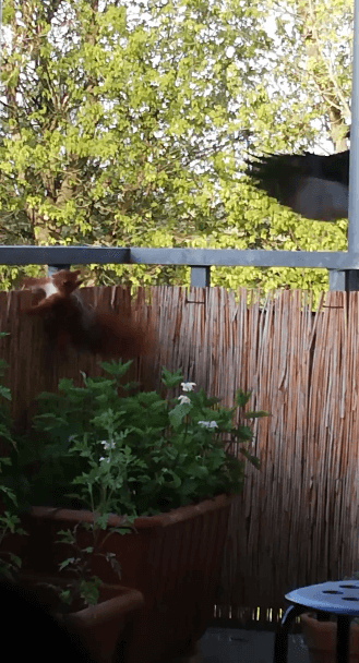 Krähe versucht Eichhörnchen anzugreifen